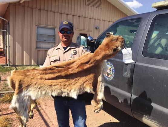 Brown is shown with a mountain lion hide he discovered during a poaching case. The lion had been shot without proper licensing. A photo showed a different time and place of harvest. Brown was able to illustrate that the defendant didn't possess a lawful hunting license and the defendant admitted to his wrong doing. Courtesy Photo