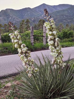 2023 Year in Review - Third Quarter - Best Photo. Yucca, by Deb Straub. Photo by Deb Straub