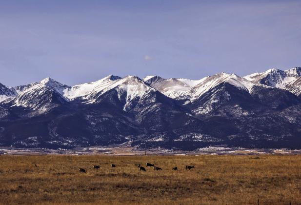 A drive to Westcliff Mountain Majesty with a herd of deer in pastureland. Photo by Deb Straub