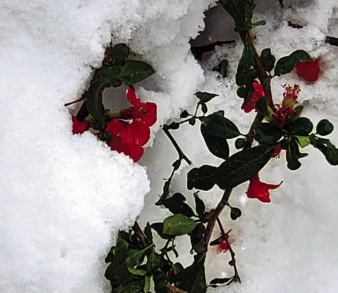 BEST PHOTOGRAPH - 2022 Second Quarter Review, by Amanda Brimley. The resilient Quince plant survives a late snowstorm, adding color to the much-anticipated spring season. Photo courtesy of Amanda Brimley