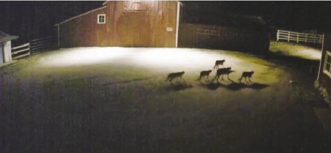 Mountain lions are roaming through Beulah in large groups. Several pets have been killed or injured. Courtesy Photo