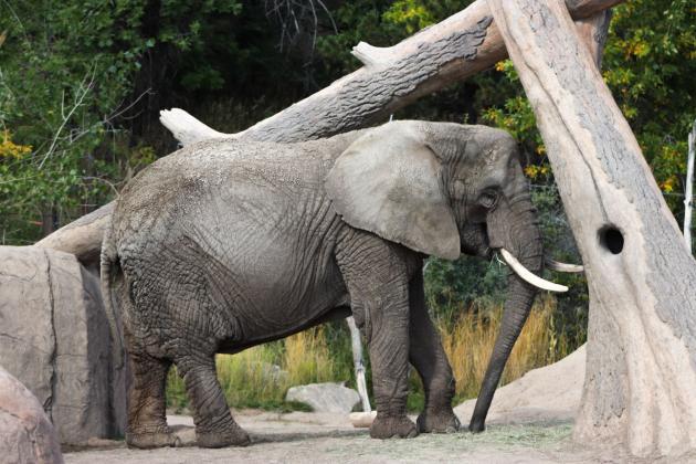 Rye  High School at Cheyenne Mountain Zoo