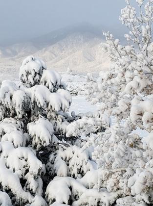 Kelly J's Snow trees
