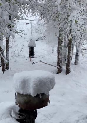 Hummingbird feeder