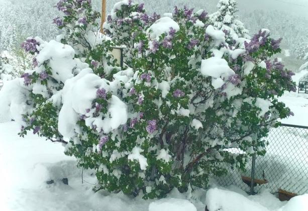 lilacs