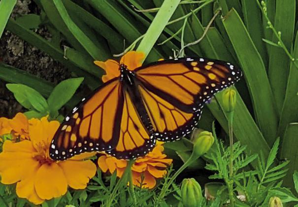 A Monarch butterfly