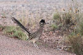 road runner