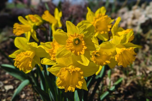 Best Photo - Second Quarter 2025 - Debbie Straub contributed this photo to remind us that Spring had arrived Photo Archives
