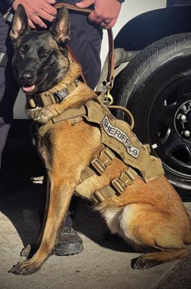 Pueblo County Sheriff’s K9 Zeus and deputies arrest three in Rye. Photo courtesy of PCSO