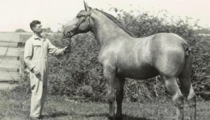 George Walter Gallemore owned an impressive Percheron stallion that he took around to neighboring ranches to service the work horse mares. Courtesy Phot