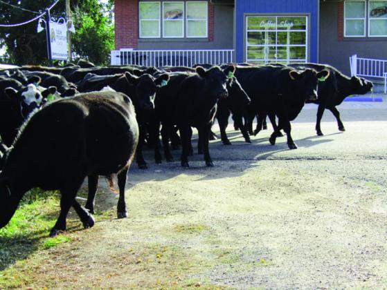 Annual Clennin Family Cattle Drive