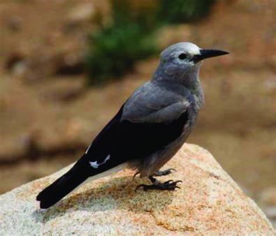 Clark Nutcracker Courtesy Photo