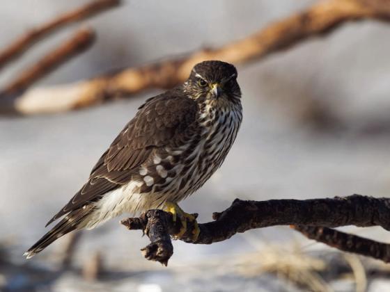 Merlin Courtesy Photo