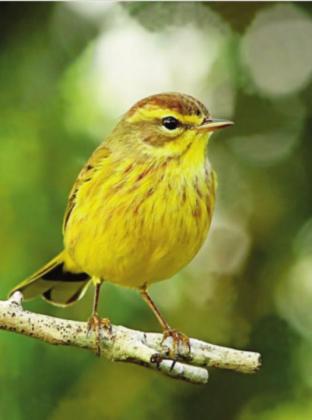 Palm Warbler
