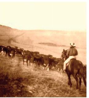 Cattle trail Courtesy Image