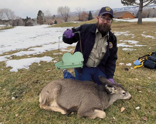 Colorado Parks and Wildlife Officer, Cody Purcell, frees a female deer entangled in wire as her fawn waits nearby. Courtesy Photo