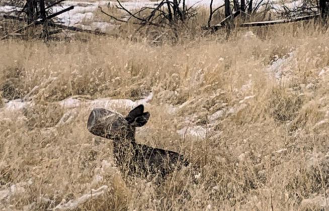 A young deer entangled in trash found in the community. Courtesy Photo