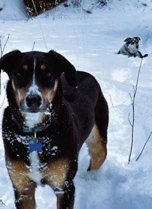 Cross-country skiing with Suki (forefront) and Lola Courtesy Photo