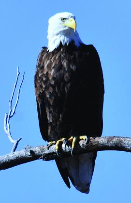 Our National Bird, the Bald Eagle, during his recent Greenhorn Valley winter vacation Photo courtesy of Tony Marostica