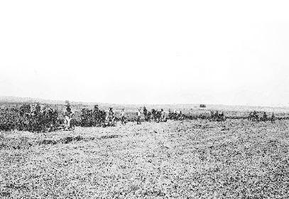 1910 Alfalfa Field Courtesy Photo