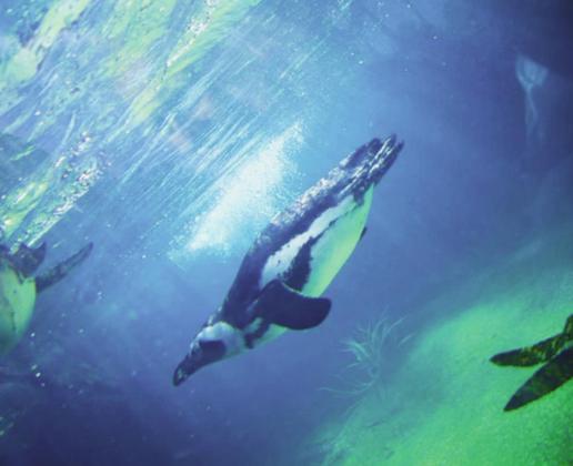 2021 Year in Review, Fourth Quarter - Best Photograph, by Rye High School Photography class student, Jakie Newitt. Cheyenne Mountain Zoo. Photo by Jakie Newitt