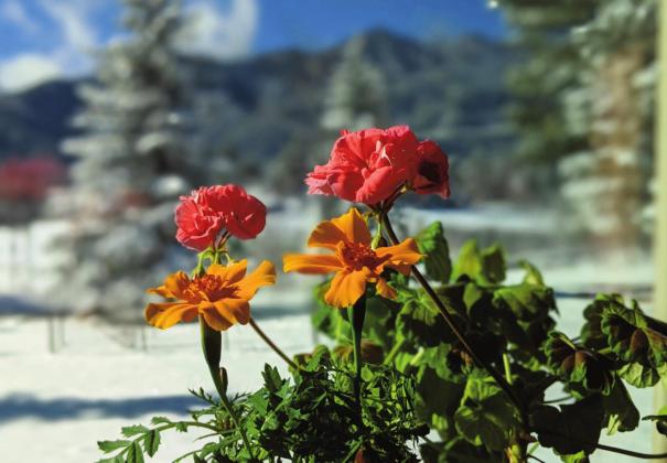 Geraniums and Marigolds - 2021 Year in Review, First Quarter - Best Photo, courtesy of Deb Straub. Photo by Deb Straus