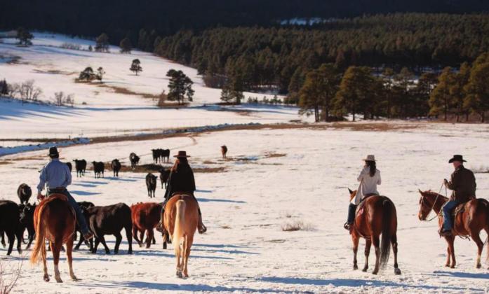 2021 First Quarter Year in Review - Best Photo Runner Up, courtesy of Lori Curtis, A Diamond Brand Cattle. Courtesy Photo