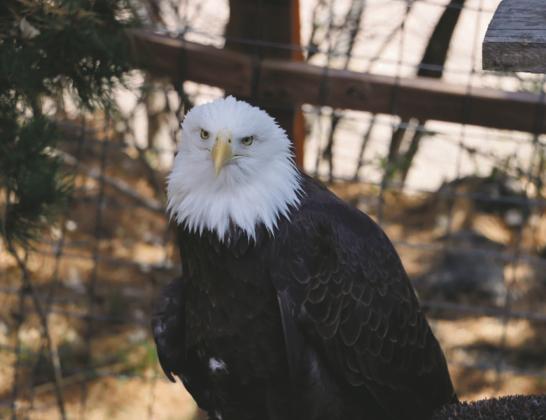 Photo by Taci Ehrlich, RHS