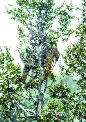 Bobcat Photo by Becky Pagnotta
