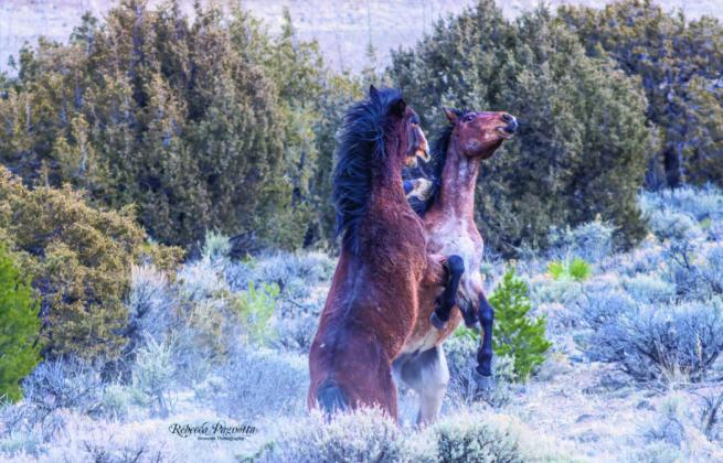 Horses Photo by Becky Pagnotta
