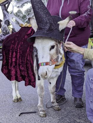 Edna, the Burro, dressed up for Halloweentown on Main Street in Rye, Colorado. Photo by Deb Straub