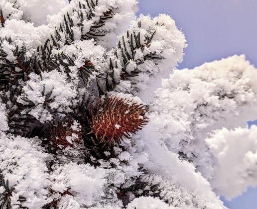 Frosted pine trees and bright, blue skies result from frigid temperatures rolling over the valley. A low of -2 was reported early Thursday morning in Rye, with a low of 5 degrees in Colorado City by Sunday. Photo by Deb Straub