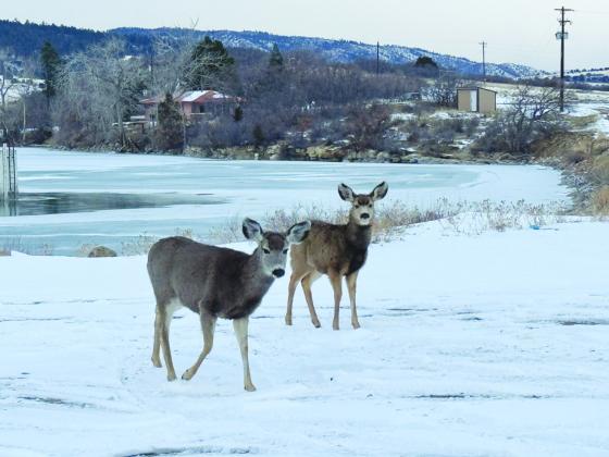 Parks &amp; Wildlife to Hold Meeting on Mule Deer Population