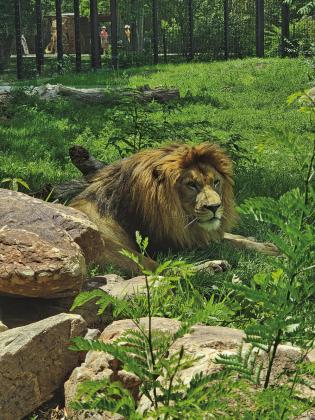 What’s New at Pueblo Zoo?