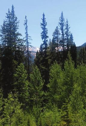 Lake Turquoise and the Colorado Tail offered views of the nearby Collegiate Peaks. Photo by Lori Kraus