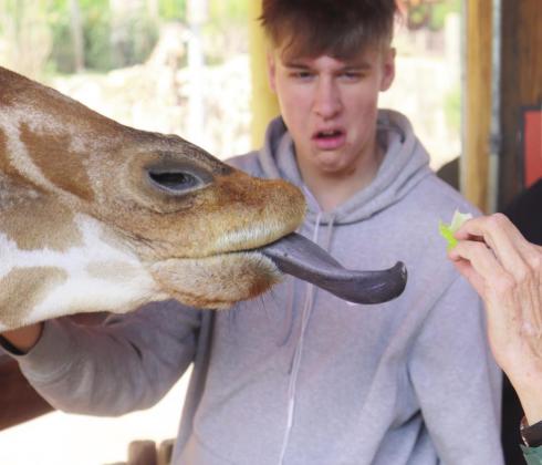 Colton Pool disgusted while another student feeds the giraffe. Photo by Devin Samuelson