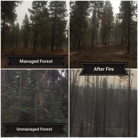 Rye Park Forest Health and Community Fire Mitigation Explained Procedures 