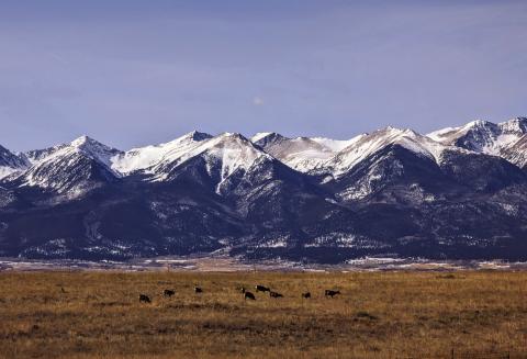 A drive to Westcliff Mountain Majesty with a herd of deer in pastureland. Photo by Deb Straub