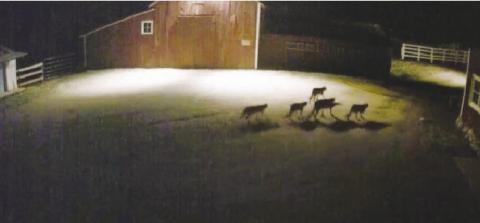 Mountain lions are roaming through Beulah in large groups. Several pets have been killed or injured. Courtesy Photo