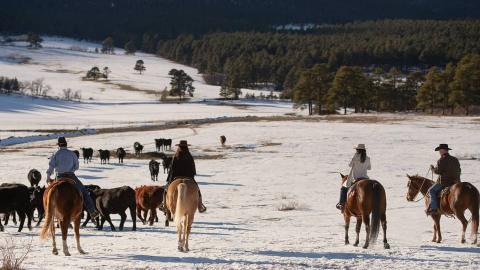 A Diamond Brand Cattle Company taking care of business