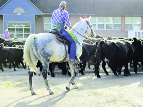Annual Clennin Family Cattle Drive