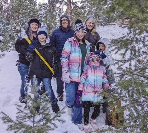 Viewpoint: The Perfect Tree
