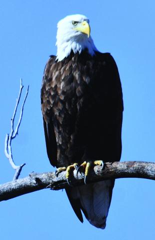 Our National Bird, the Bald Eagle, during his recent Greenhorn Valley winter vacation Photo courtesy of Tony Marostica