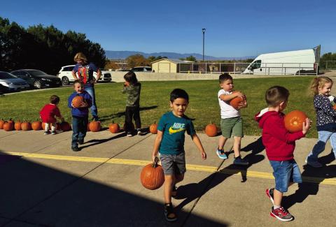 Rein Continues D70 Pumpkin Distribution