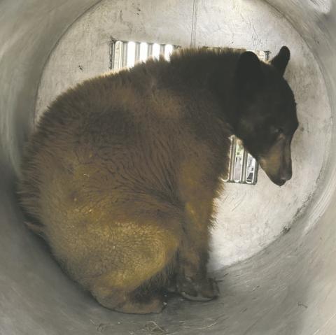 Coutesy Photo A young black bear that was a frequent guest in the Applewood area, captured and relocated. Bears are hungry already this year and when they can’t find their natural food turn to a variety of other foods that usually bring them into direct contact with humans