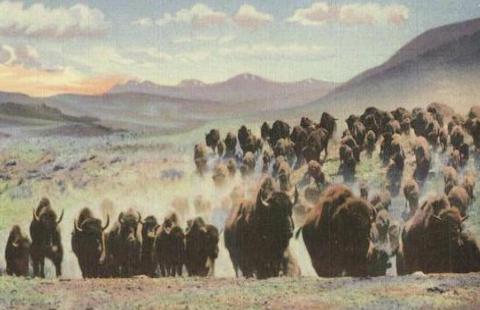 The four young men driving the Graybeal/Fisher herd to Colorado were frightened when they spotted a buffalo stampede in western Kansas, but the buffalo swerved before reaching them. Courtesy Photo