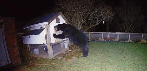 A hotwire around beehives or other attractants can discourage the bear working its way in. Courtesy Photo