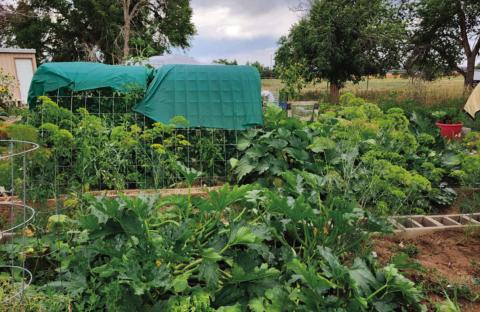 The Greenhorn Valley Community Garden foliage is in harvest season now for many of its plants, with more to come soon Photo by Shirley Pigg