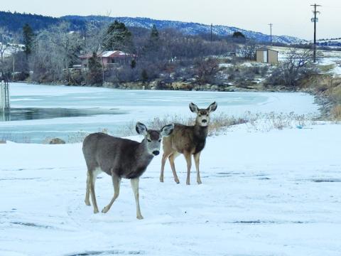 Parks & Wildlife to Hold Meeting on Mule Deer Population
