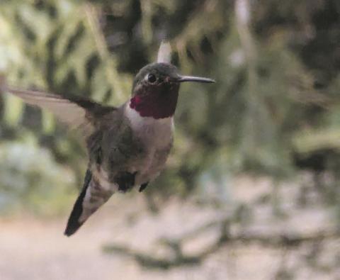 After 10 inches of heavy,wet snow above Rye last weekend, the first glimpse of a hummingbird is a welcome sight Photo courtesy of Deb Straub